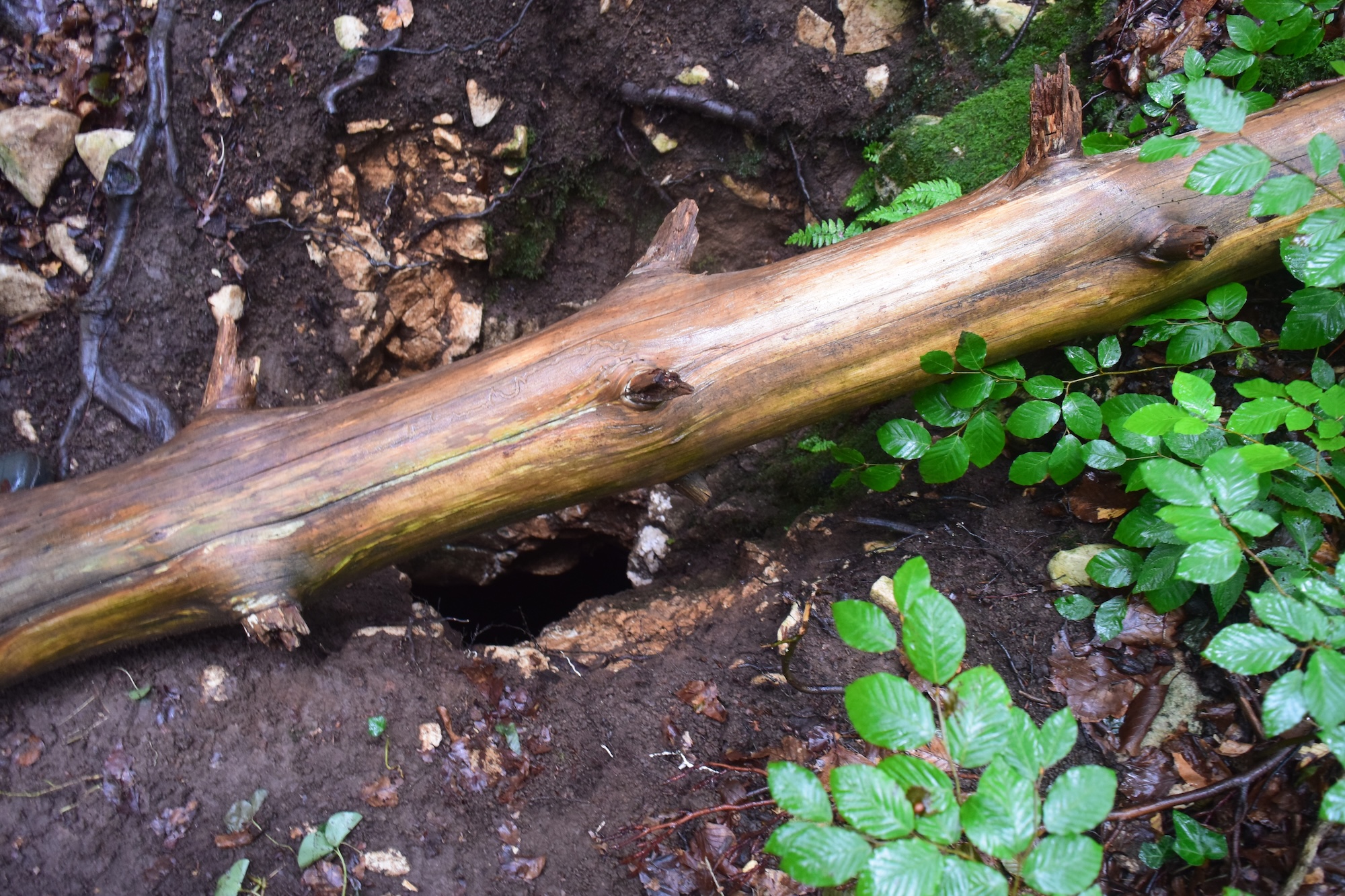 Avenul de la Cioaca cu Apa - Image 3